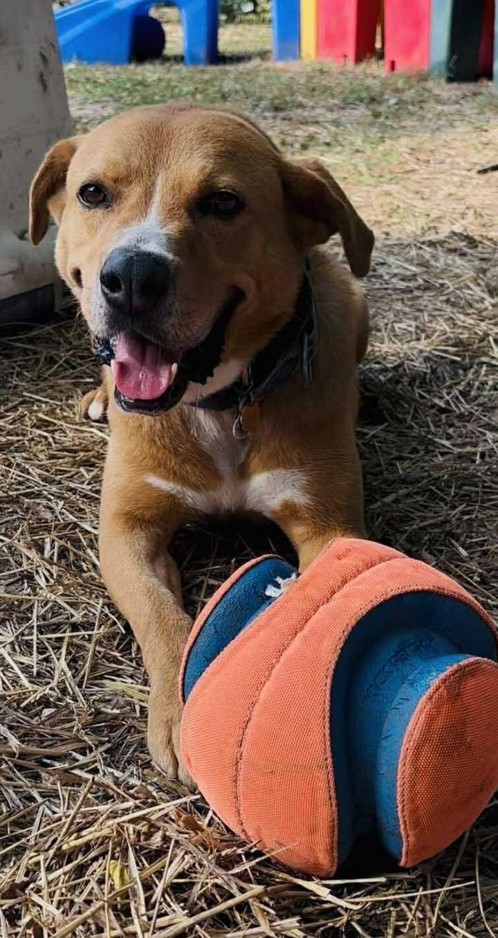 Enlarge Atlas, a Adoptable Labrador Retriever in Parkville, MO image 3/6