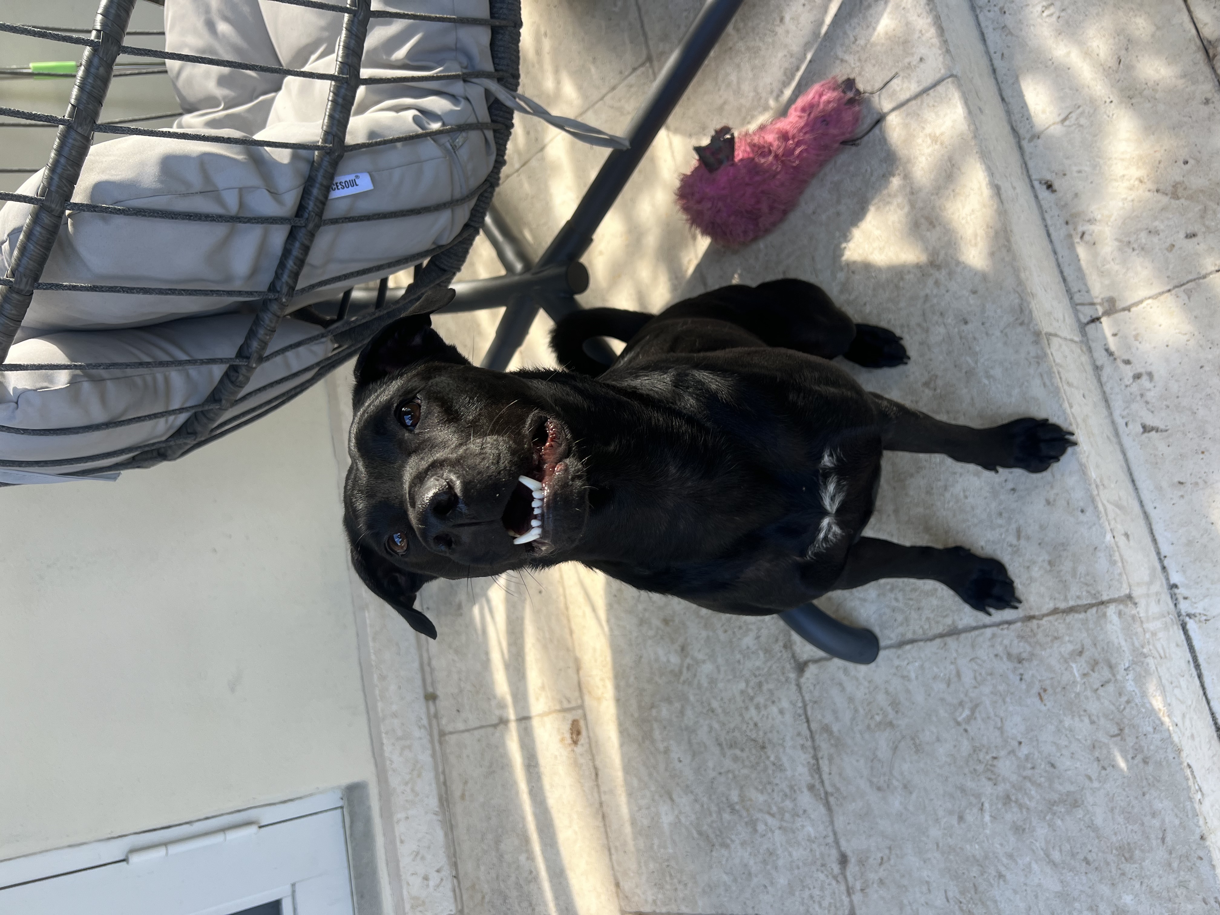 Enlarge Ranger, a Adoptable Black Labrador Retriever in Alpine, NJ image 4/5