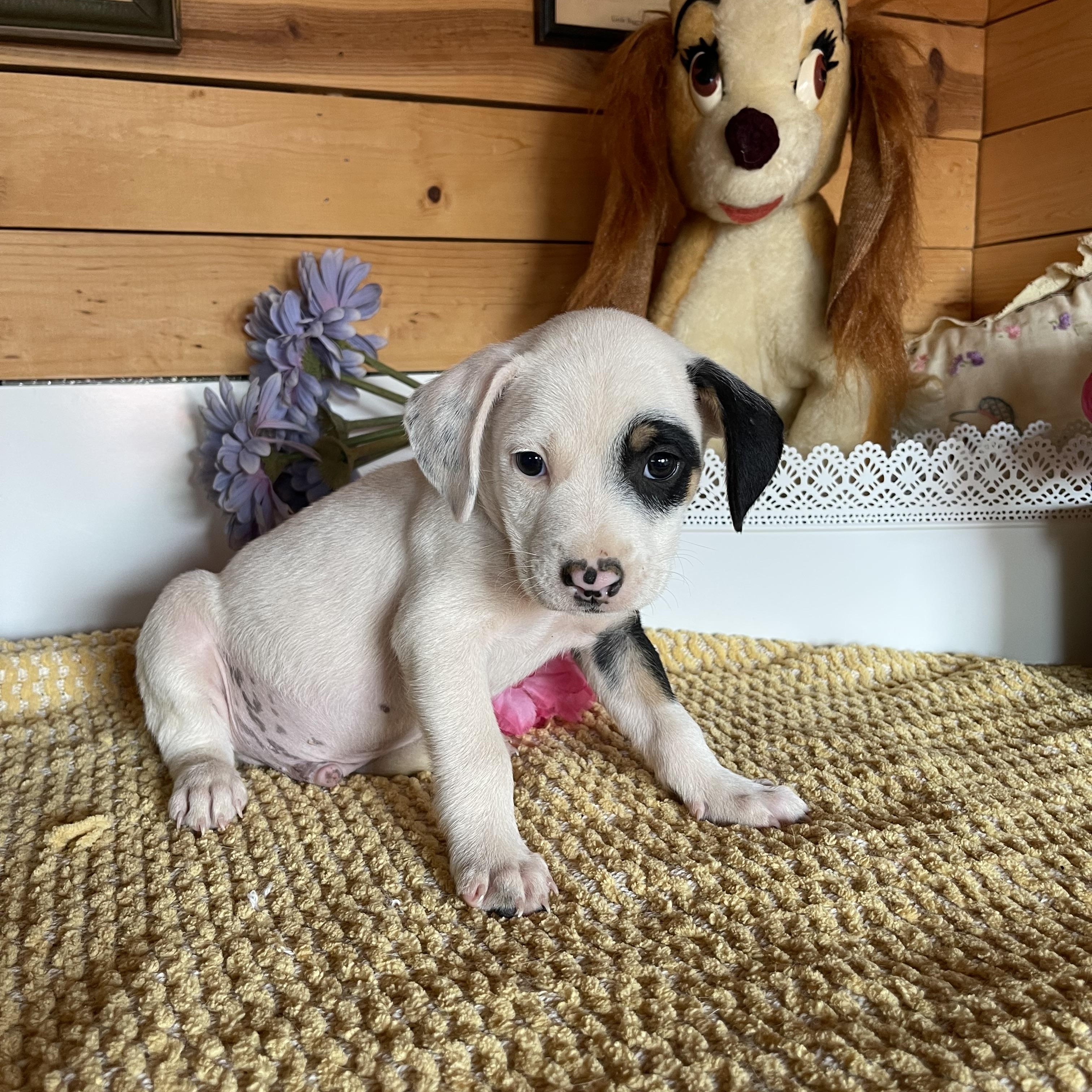 Jared, Adopted, Puppy Male Cattle Dog.