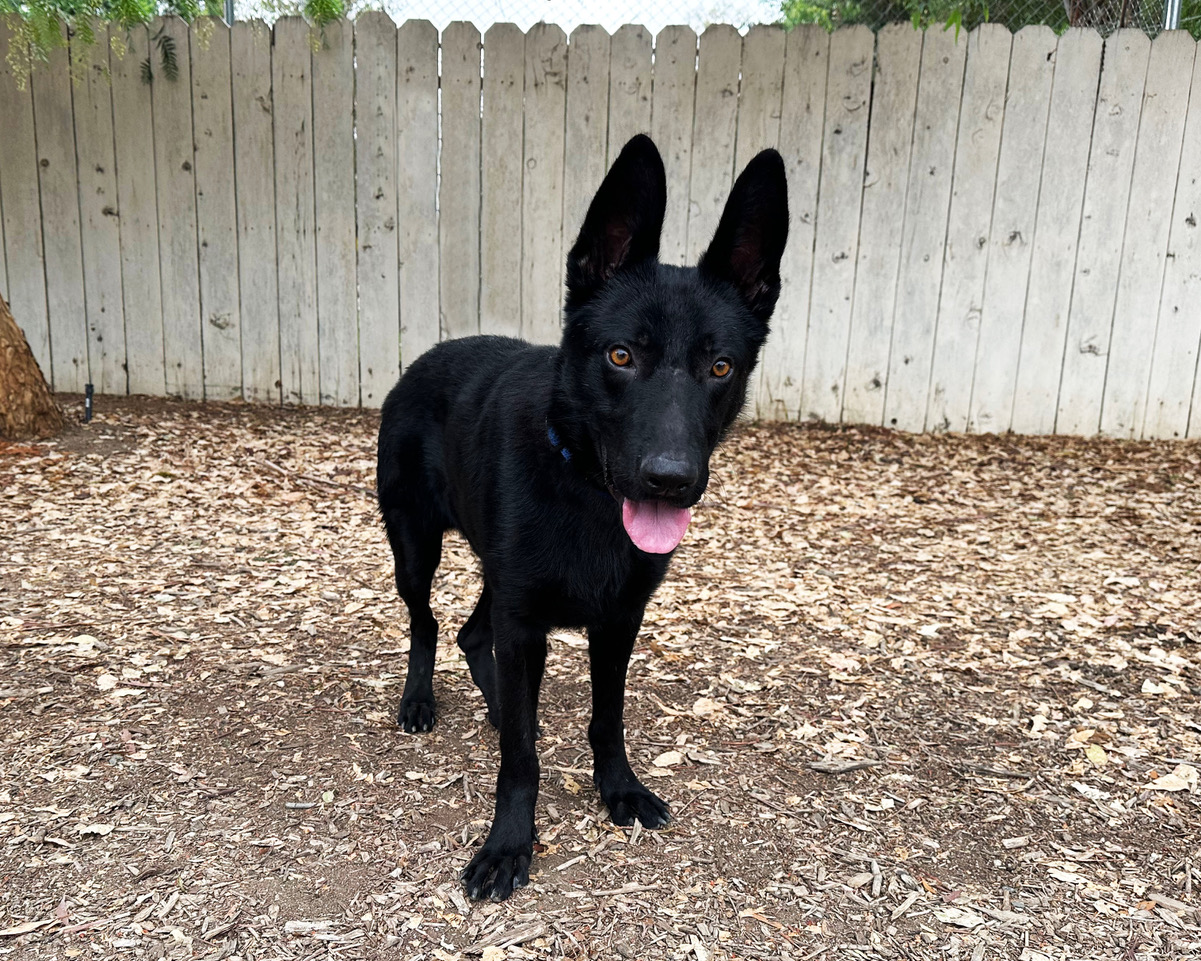 Enlarge Sammy, a Adoptable German Shepherd Dog image 1/2