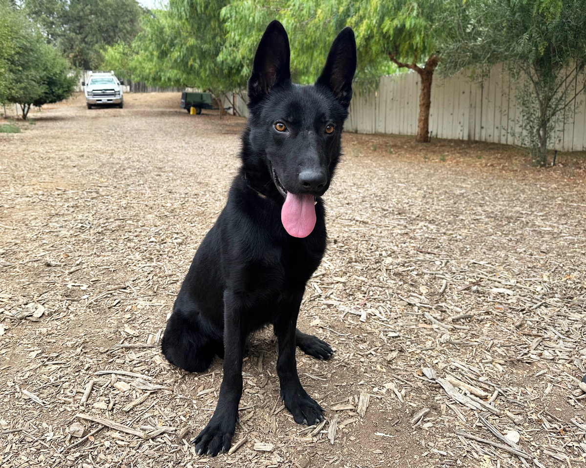 Enlarge Sammy, a Adoptable German Shepherd Dog image 2/2