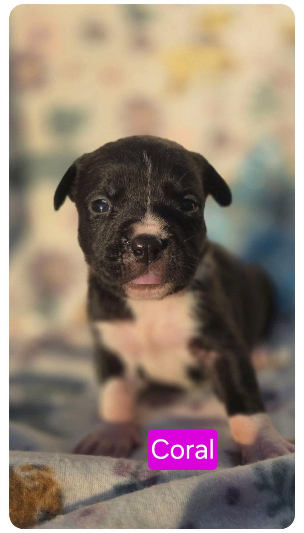 Coral, a Adoptable Pit Bull Terrier in Elgin, IL image 1/2