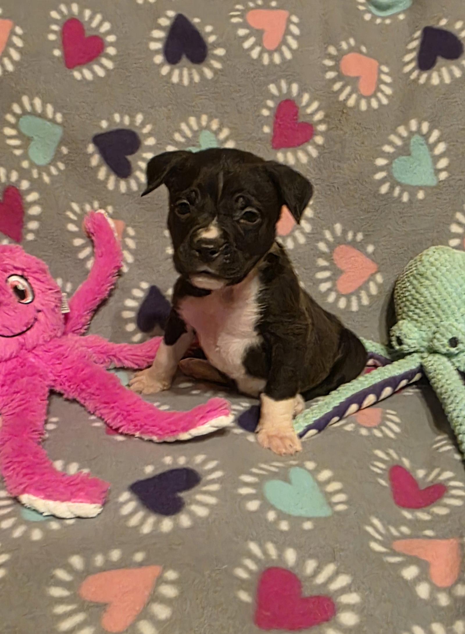 Coral, a Adoptable Pit Bull Terrier in Elgin, IL image 2/2