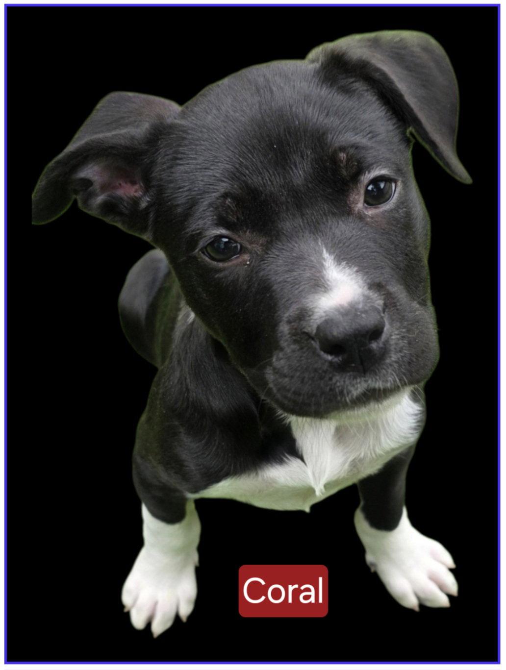 Coral, Adoptable, Puppy Female Pit Bull Terrier.