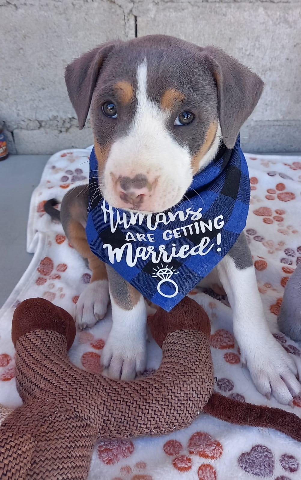 Puppy Wilder, Adoptable, Puppy Male Pit Bull Terrier.
