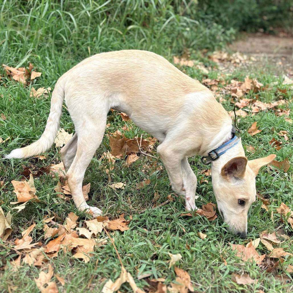 Enlarge Brownie (Blue), a Adoptable mixed breed in Clarksville, AR image 1/6