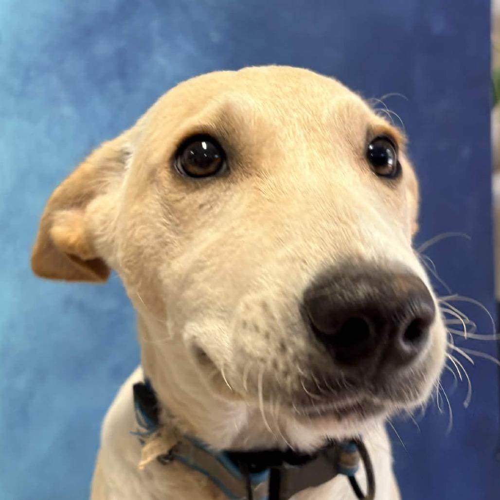 Enlarge Brownie (Blue), a Adoptable mixed breed in Clarksville, AR image 6/6
