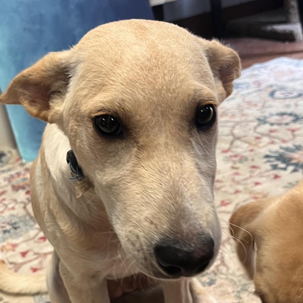 Enlarge Brownie (Blue), a Adoptable mixed breed in Clarksville, AR image 2/6