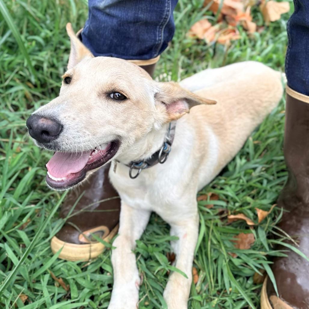 Enlarge Brownie (Blue), a Adoptable mixed breed in Clarksville, AR image 3/6