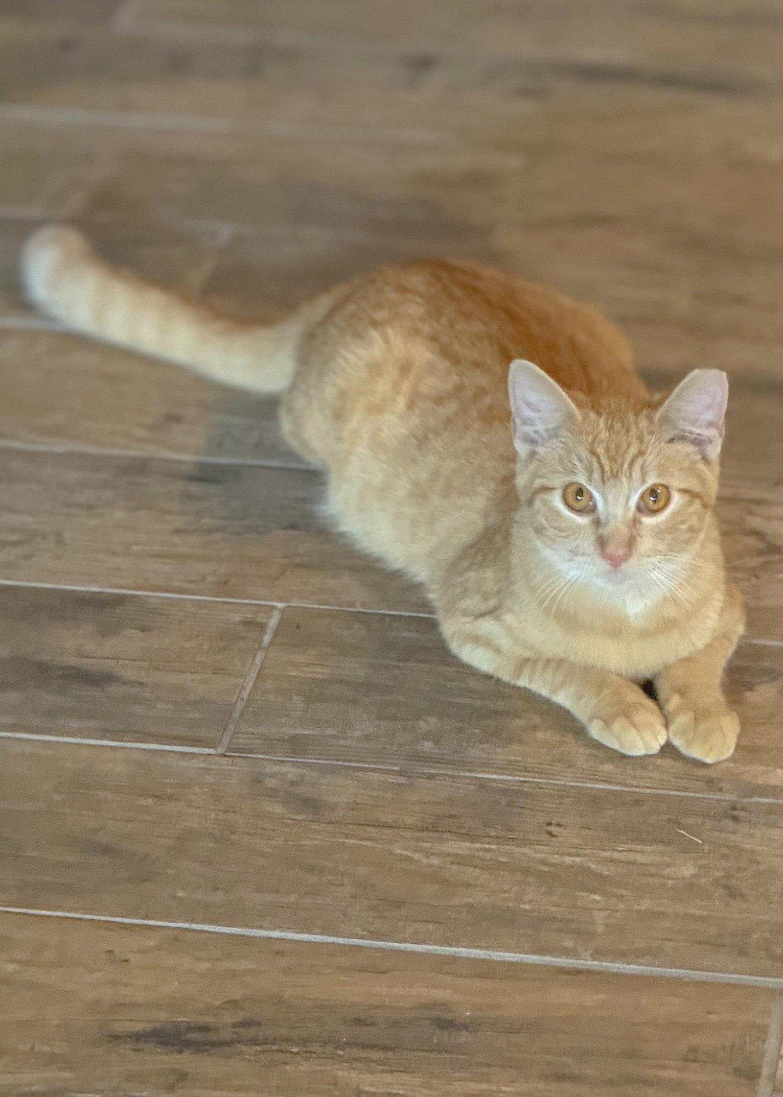 *Mango, Adopted, Young Male Domestic Short Hair.