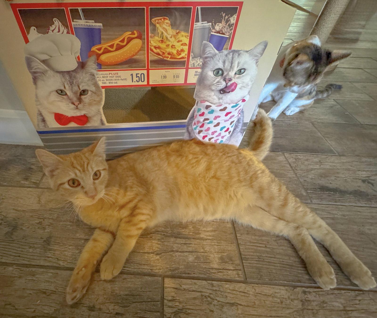 Enlarge *Mango, a Adopted Domestic Short Hair in Helotes, TX image 2/3