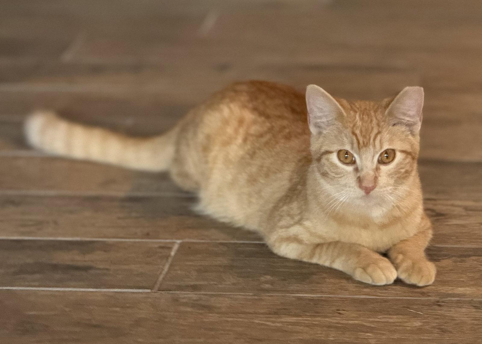 Enlarge *Mango, a Adopted Domestic Short Hair in Helotes, TX image 3/3