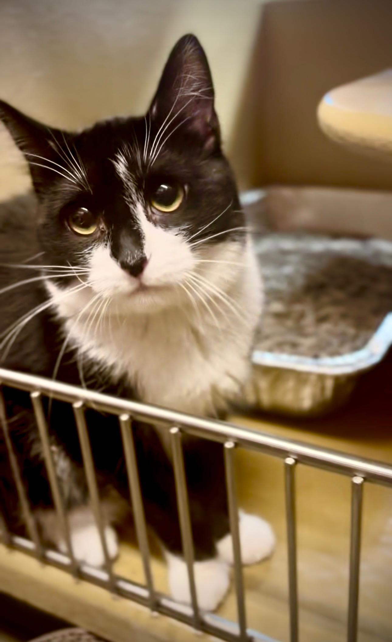 Enlarge Mini Eeyore, a Adoptable American Shorthair in Highland Park, NJ image 2/3