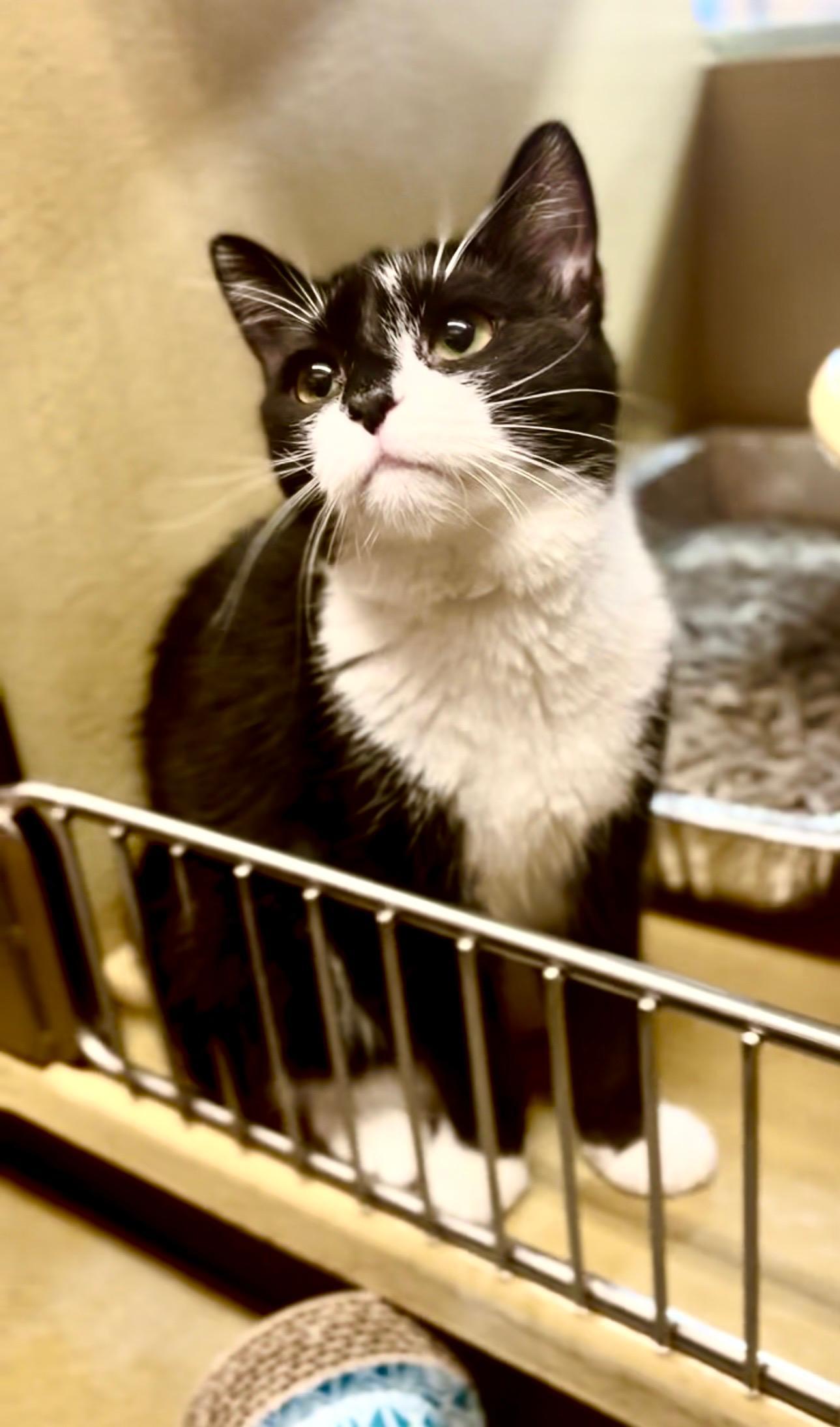 Mini Eeyore, Adoptable, Kitten Female American Shorthair.