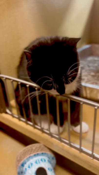 Enlarge Mini Eeyore, a Adoptable American Shorthair in Highland Park, NJ video 3/3