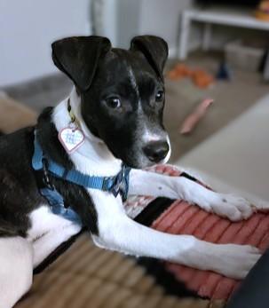 Brindley, Adoptable, Puppy Male Terrier & Cattle Dog.