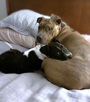 Enlarge Brindley, a Adoptable mixed breed in Washington, DC image 2/3