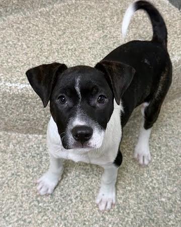 Enlarge Brindley, a Adoptable mixed breed in Washington, DC image 3/3