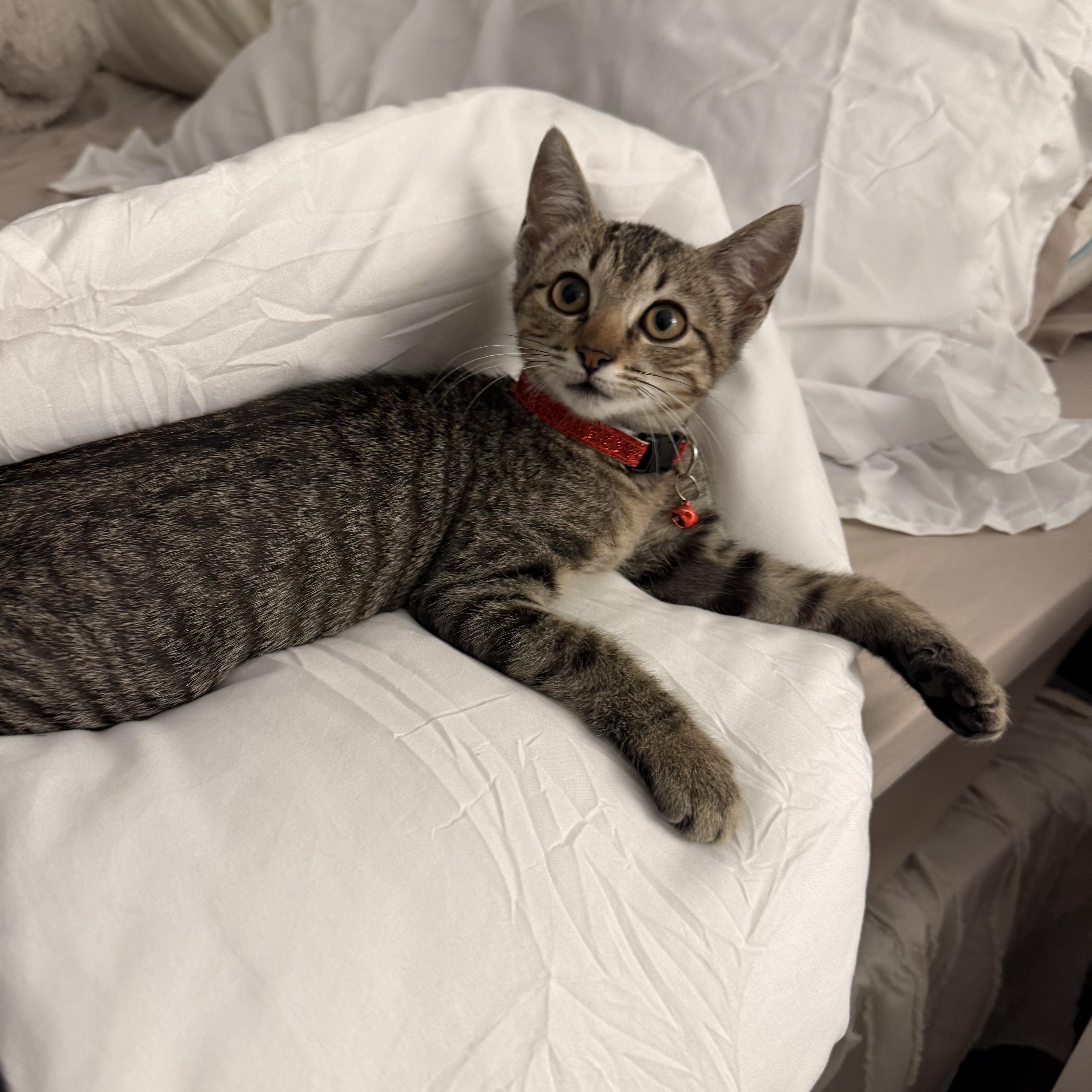 Enlarge Cricket, a Adopted Domestic Short Hair in Mississippi State, MS image 6/6