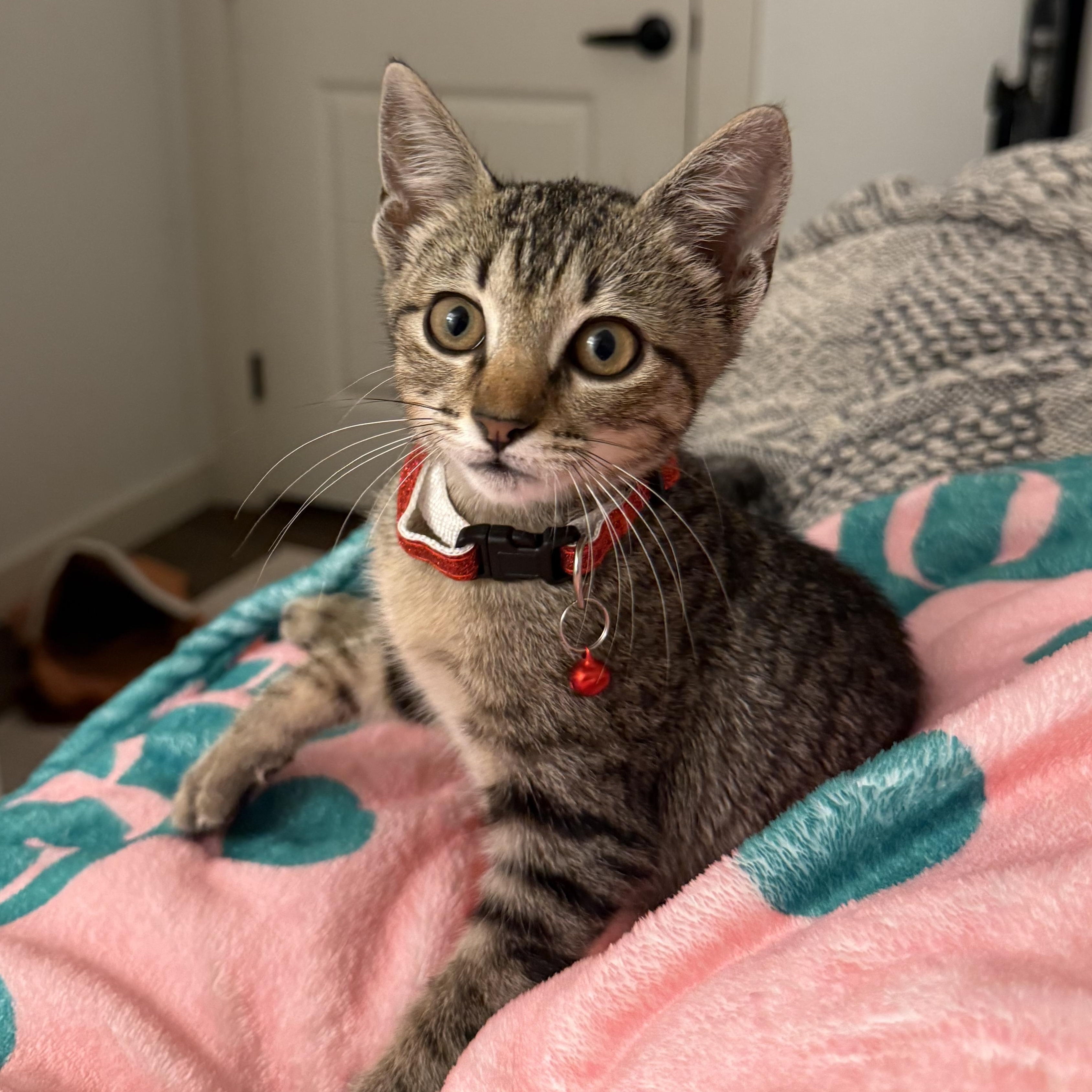 Cricket, adoptable, Kitten Female Domestic Short Hair.
