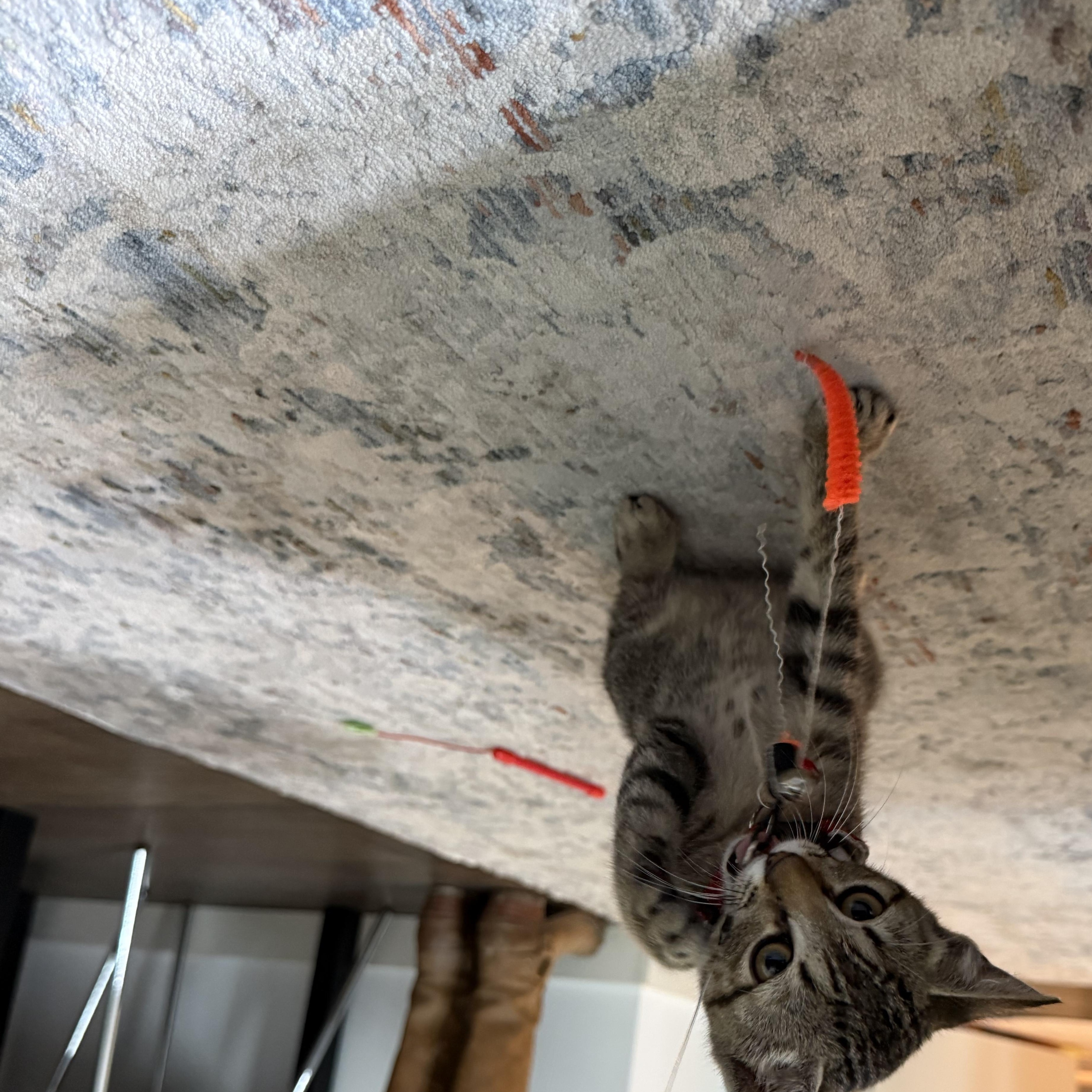 Cricket, an adoptable Domestic Short Hair in Mississippi State, MS image 4/5
