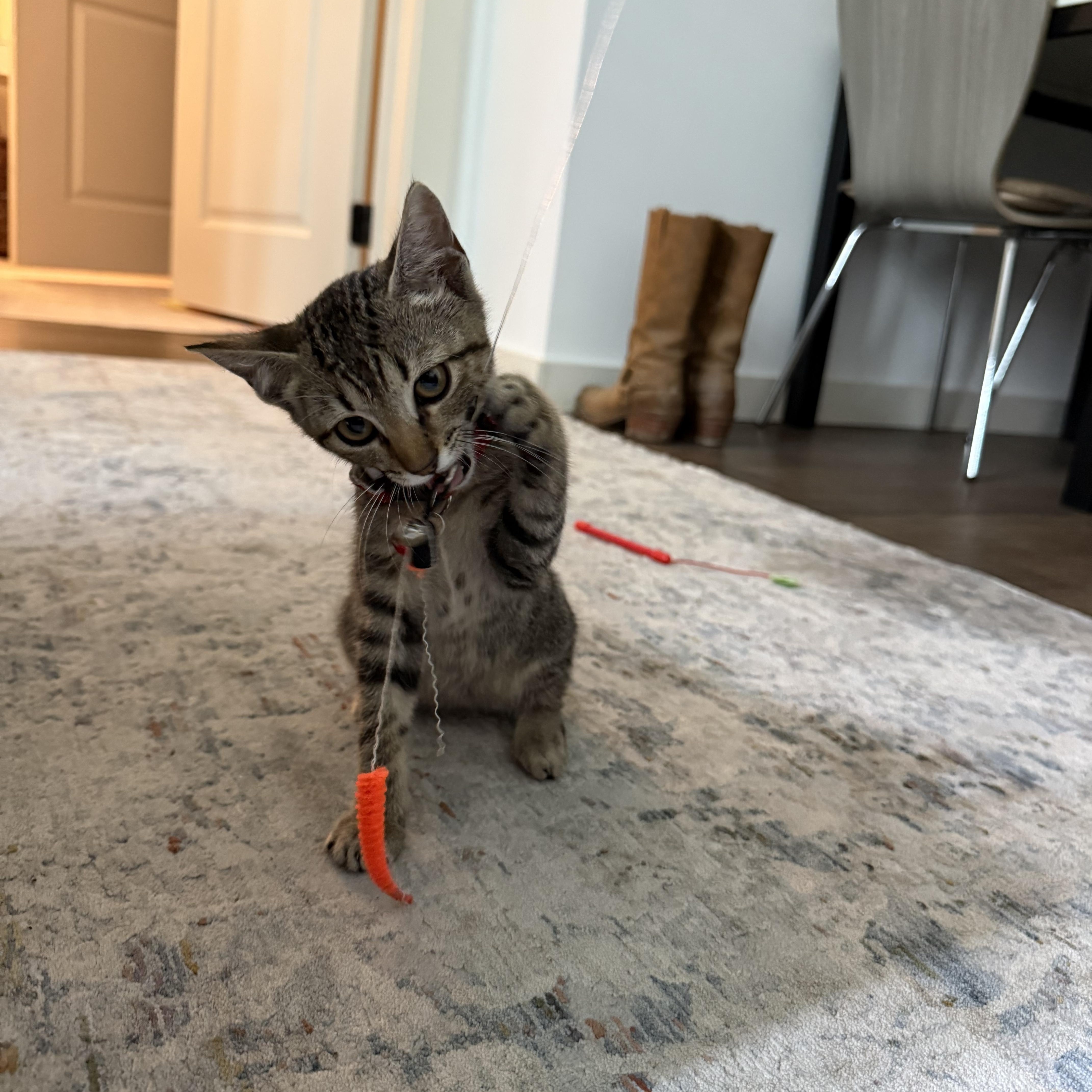 Enlarge Cricket, a Adopted Domestic Short Hair in Mississippi State, MS image 4/6