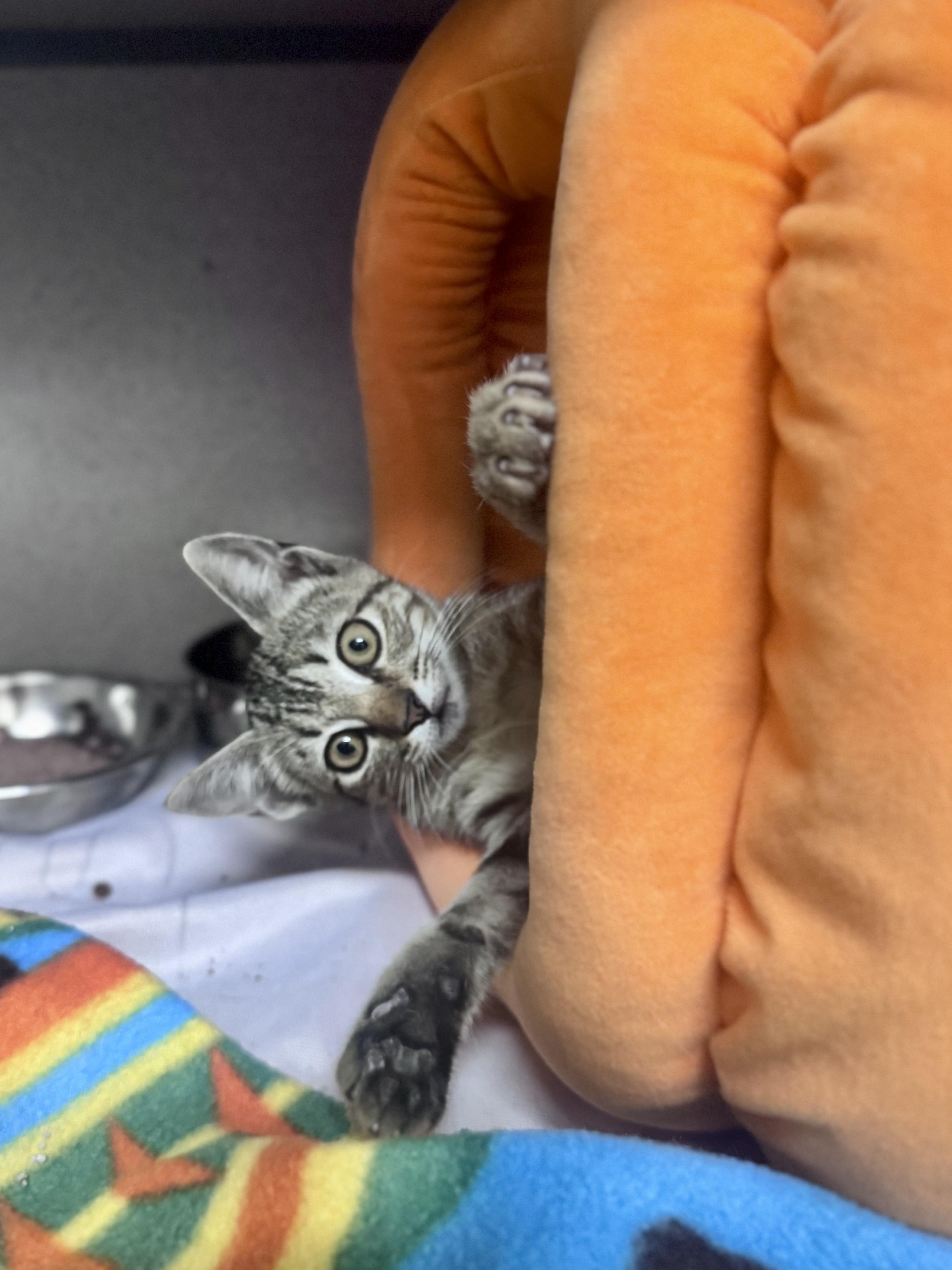 Cricket, an adoptable Domestic Short Hair in Mississippi State, MS image 3/5