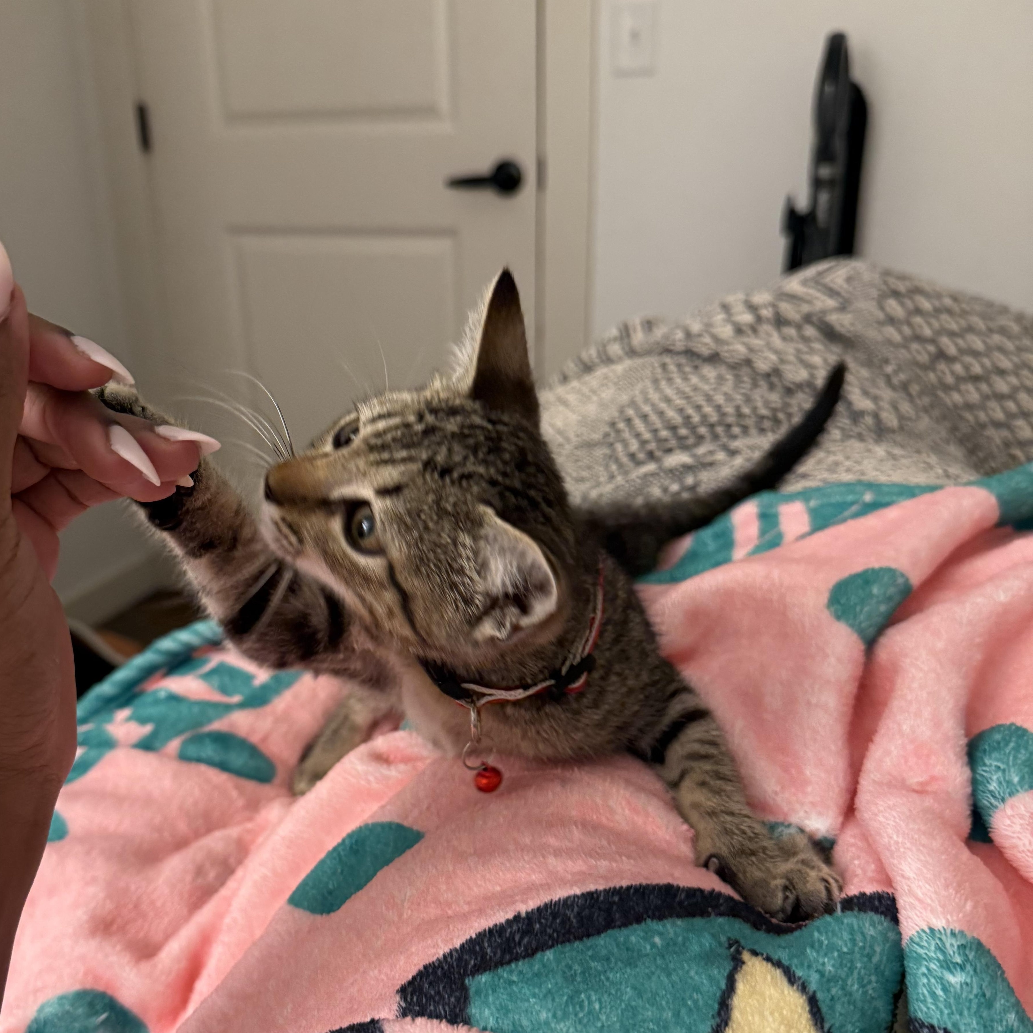 Cricket, an adoptable Domestic Short Hair in Mississippi State, MS image 5/5