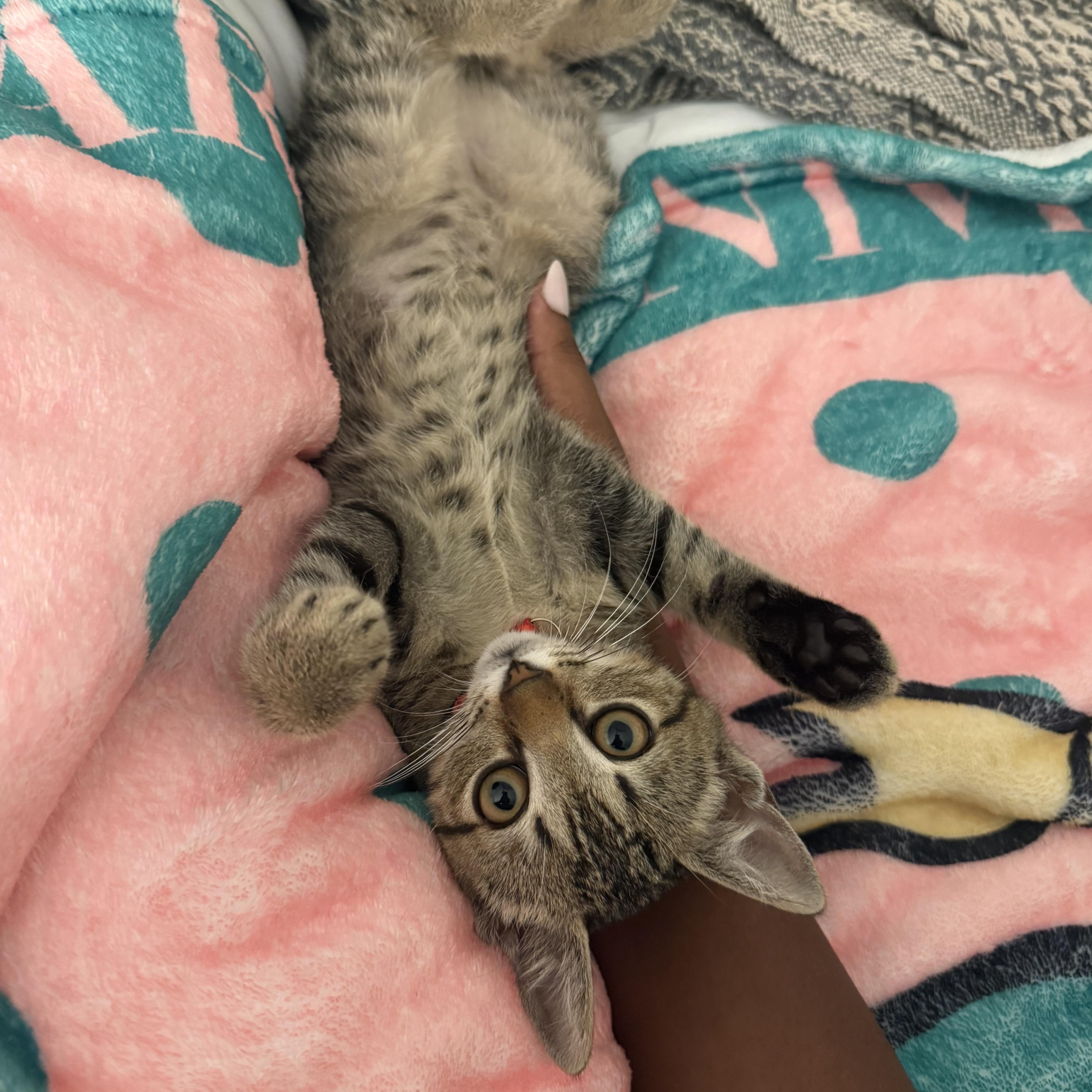 Cricket, adoptable, Kitten Female Domestic Short Hair.