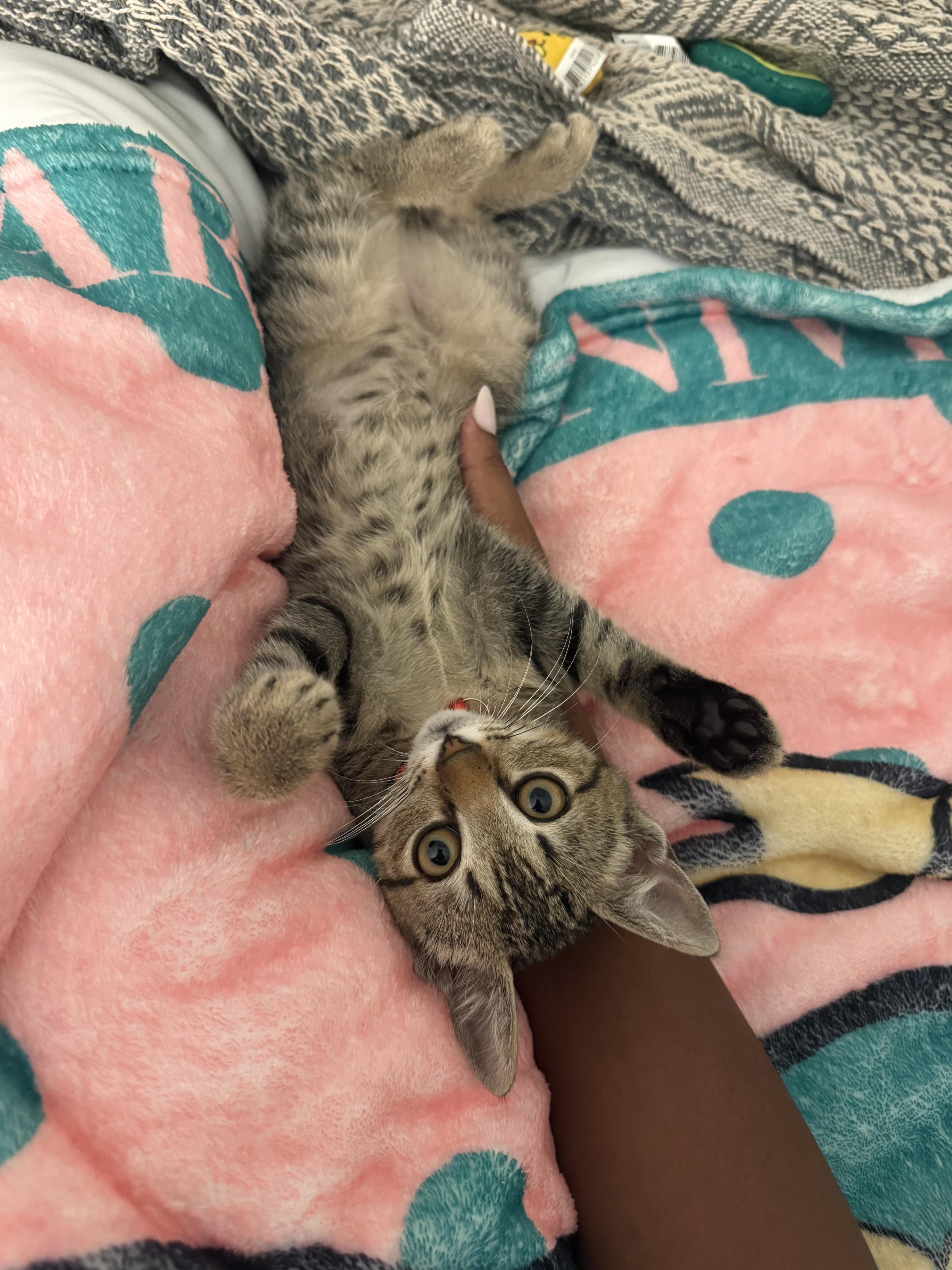 Cricket, an adoptable Domestic Short Hair in Mississippi State, MS image 2/5