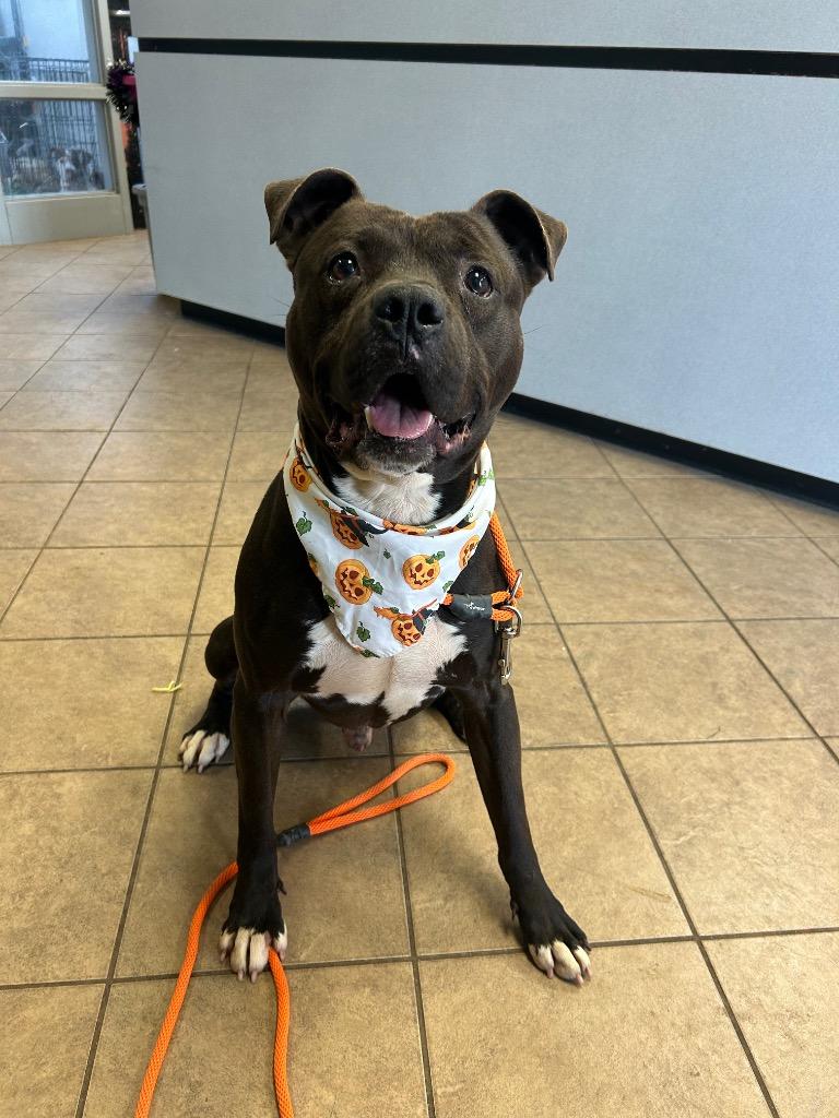 Loki, Adoptable, Young Male Pit Bull Terrier.