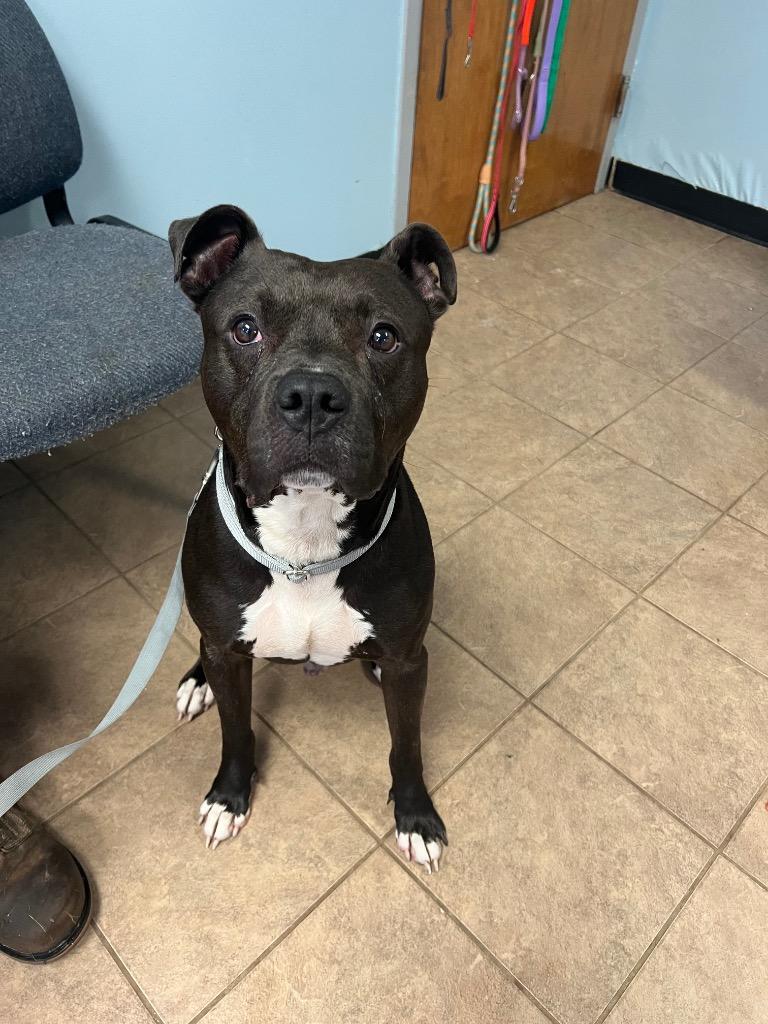 Enlarge Loki, a Adoptable Pit Bull Terrier in Marion, OH image 2/6