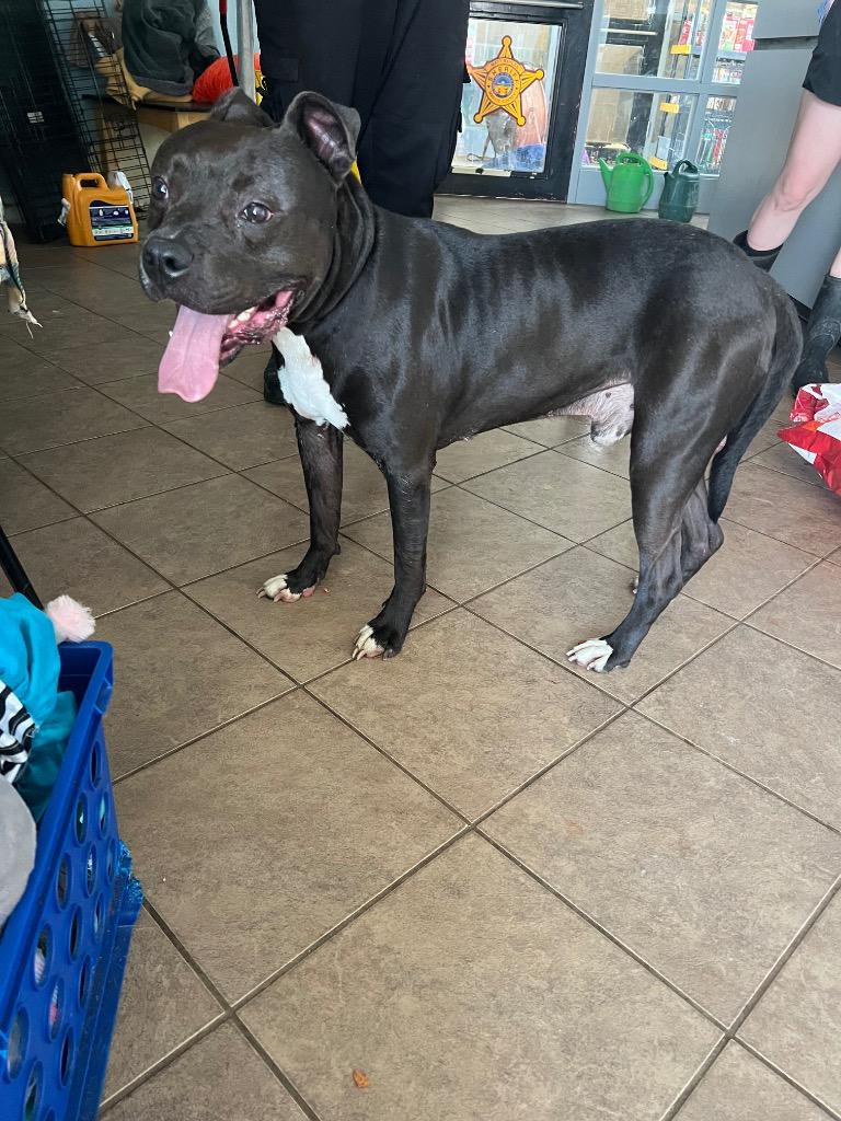 Enlarge Loki, a Adoptable Pit Bull Terrier in Marion, OH image 3/6