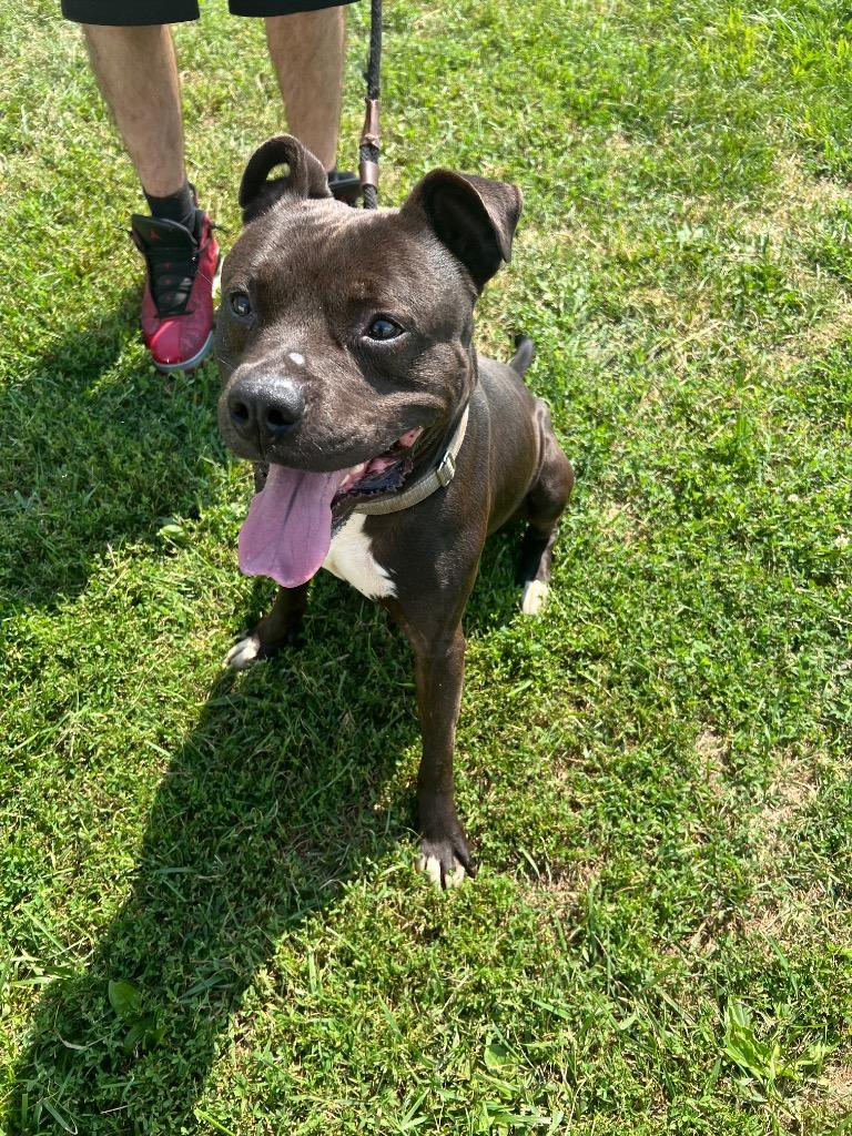 Enlarge Loki, a Adoptable Pit Bull Terrier in Marion, OH image 4/6