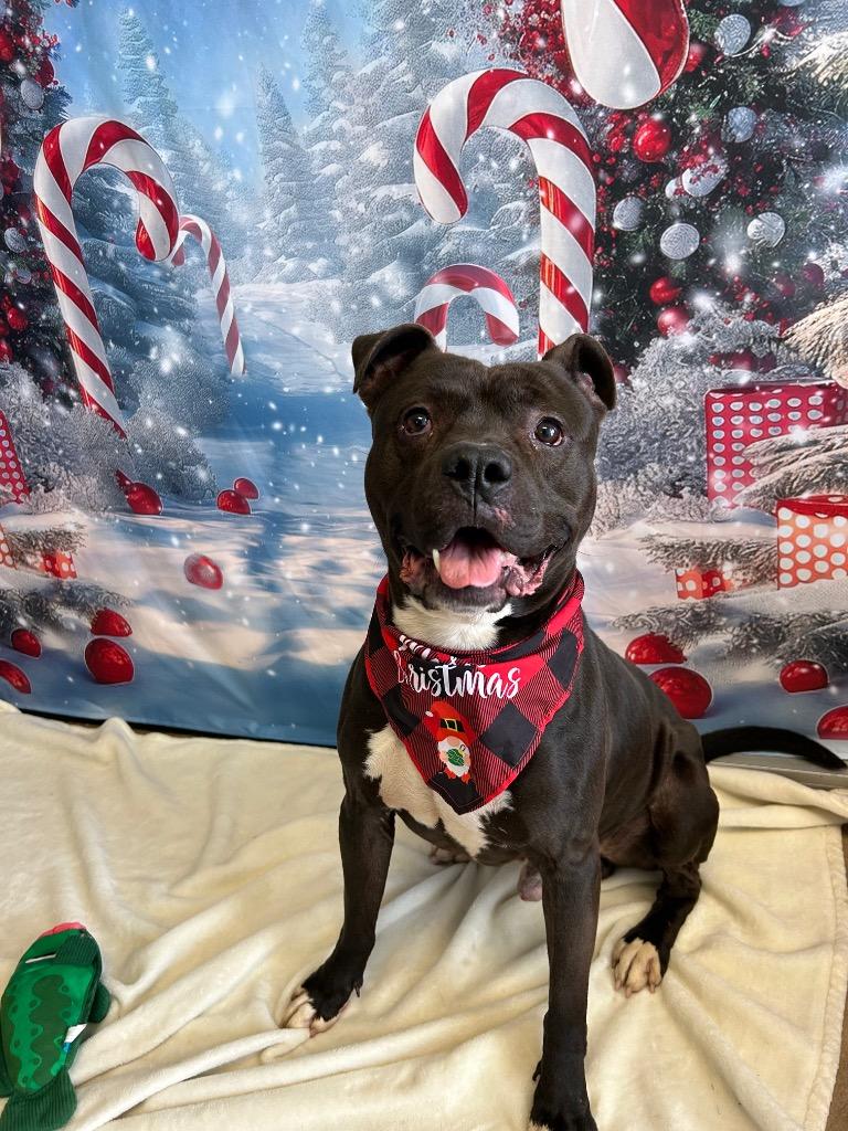 Enlarge Loki, a Adoptable Pit Bull Terrier in Marion, OH image 5/6