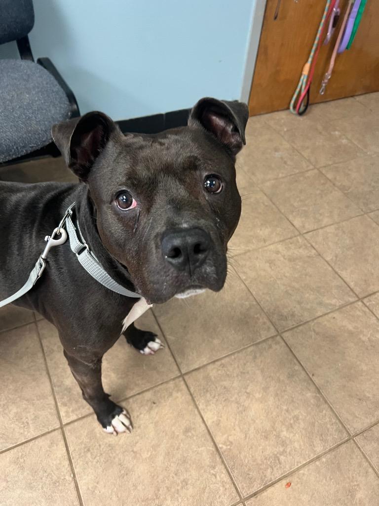 Enlarge Loki, a Adoptable Pit Bull Terrier in Marion, OH image 6/6