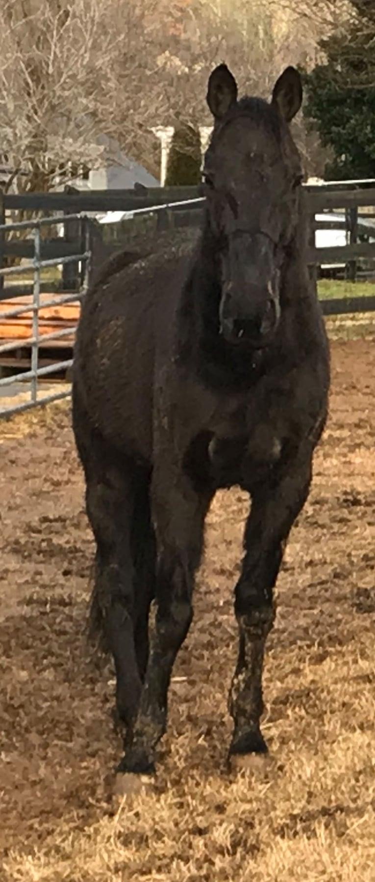 Dude in a Denali, Adoptable, Adult Male Standardbred.