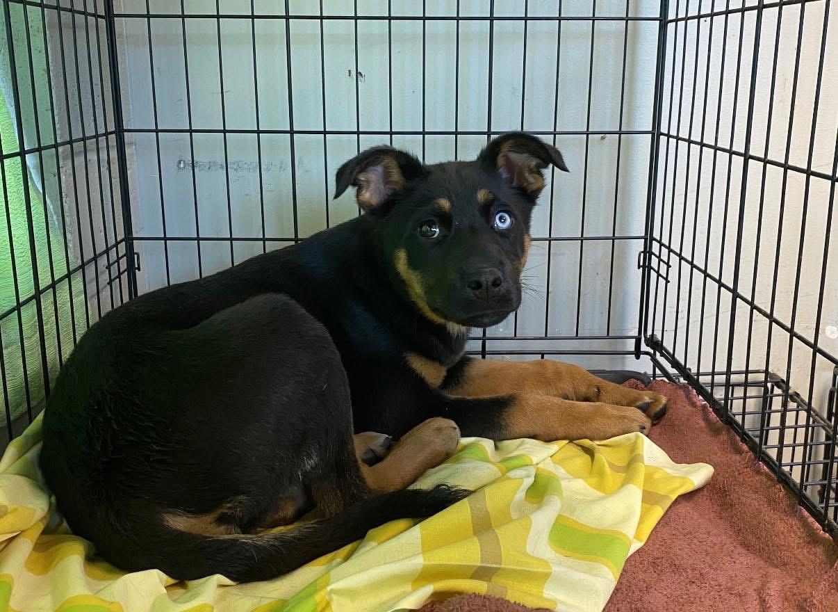 Miley, ADOPTABLE, Puppy Female Rottweiler & Miniature Pinscher.