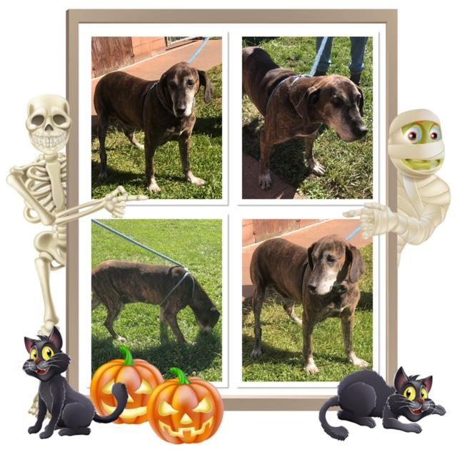 JETHRO, Adoptable, Adult Male Plott Hound.
