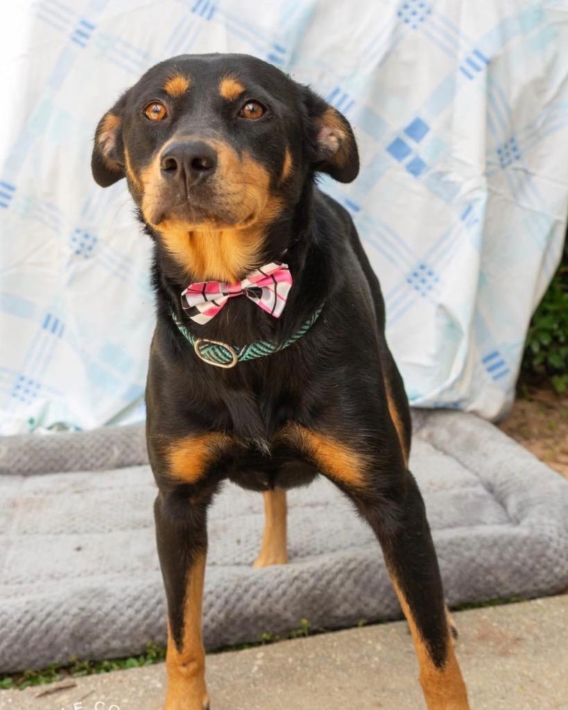 Harper, Adoptable, Young Female Australian Kelpie.