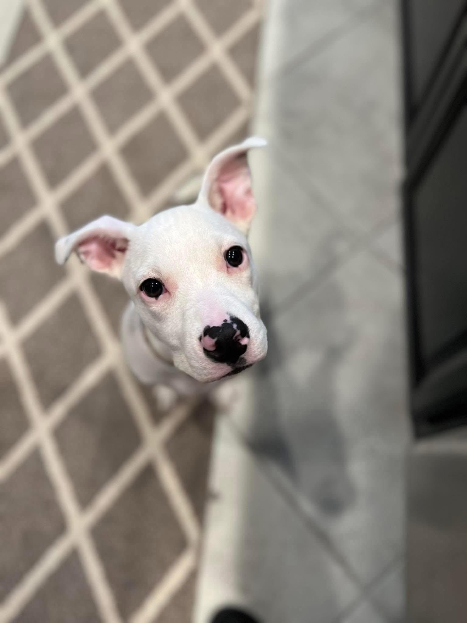 Enlarge Addie, a Adoptable Mixed Breed in Lutz, FL image 2/4