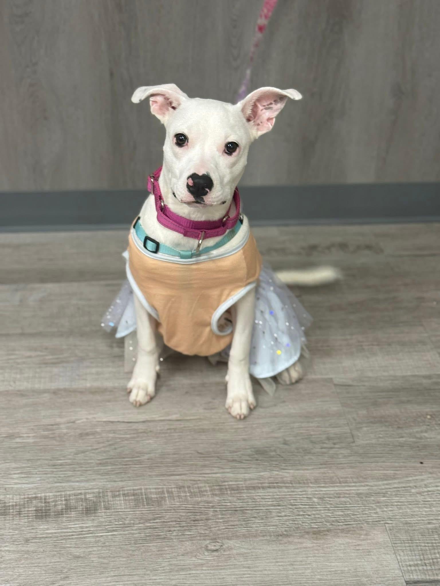 Enlarge Addie, a Adoptable Mixed Breed in Lutz, FL image 4/4