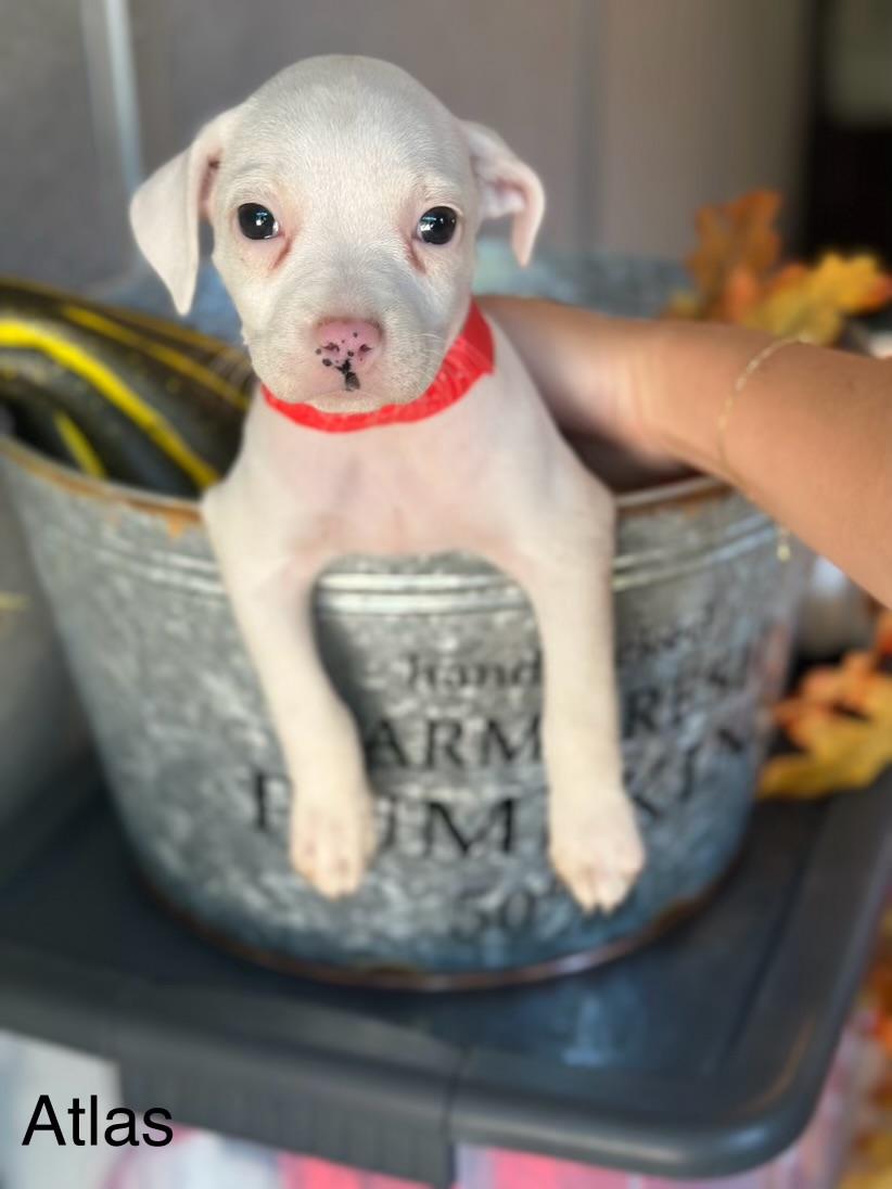 Atlas