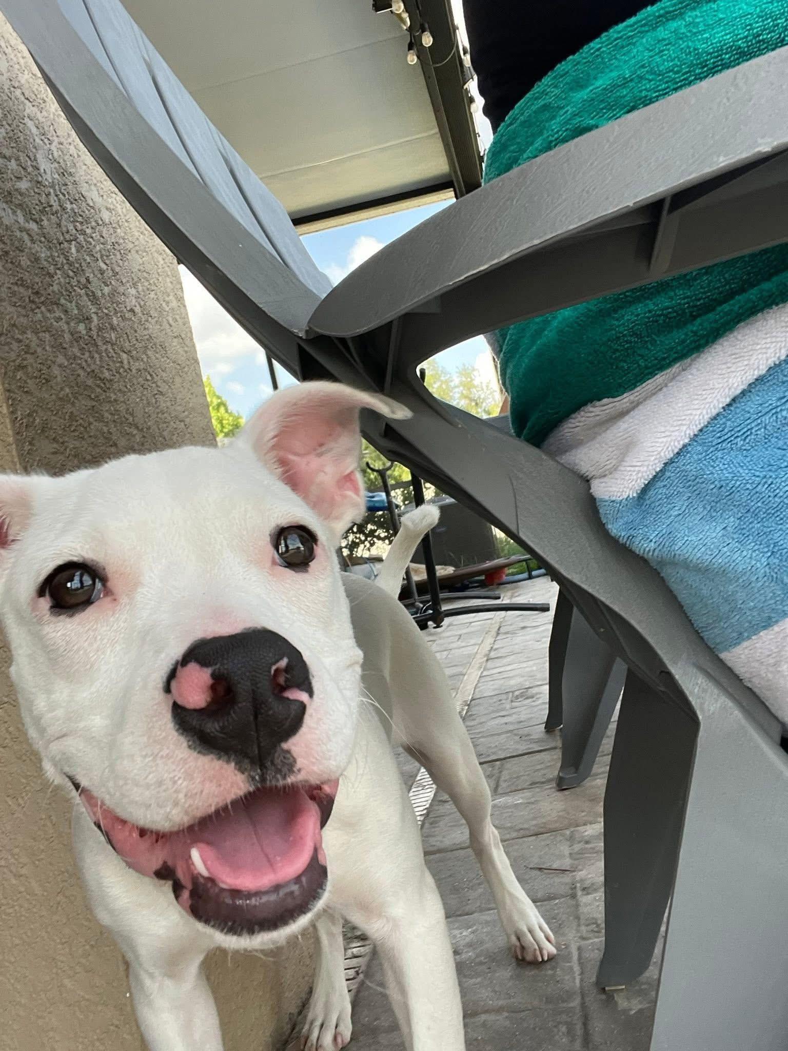 Enlarge Addie, a Adoptable Mixed Breed in Lutz, FL image 3/4