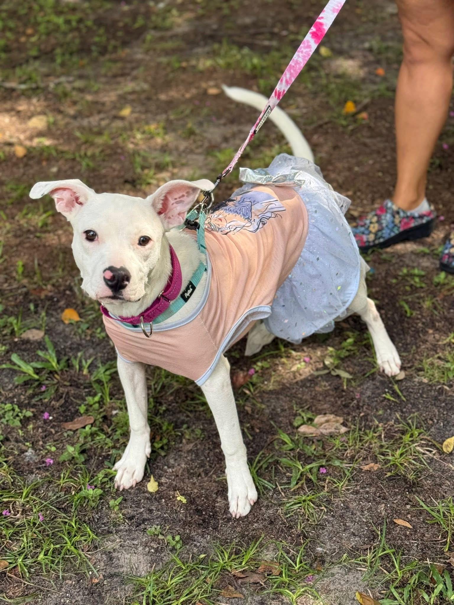 Addie, Adoptable, Puppy Male Mixed Breed.