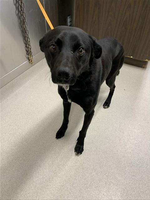 FOUR, Adoptable, Adult Male Husky & Pointer.