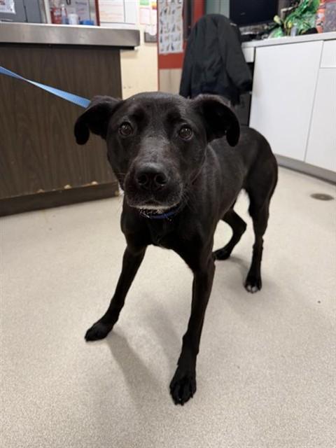 Enlarge FOUR, a Adoptable mixed breed in Fairbanks, AK image 1/1