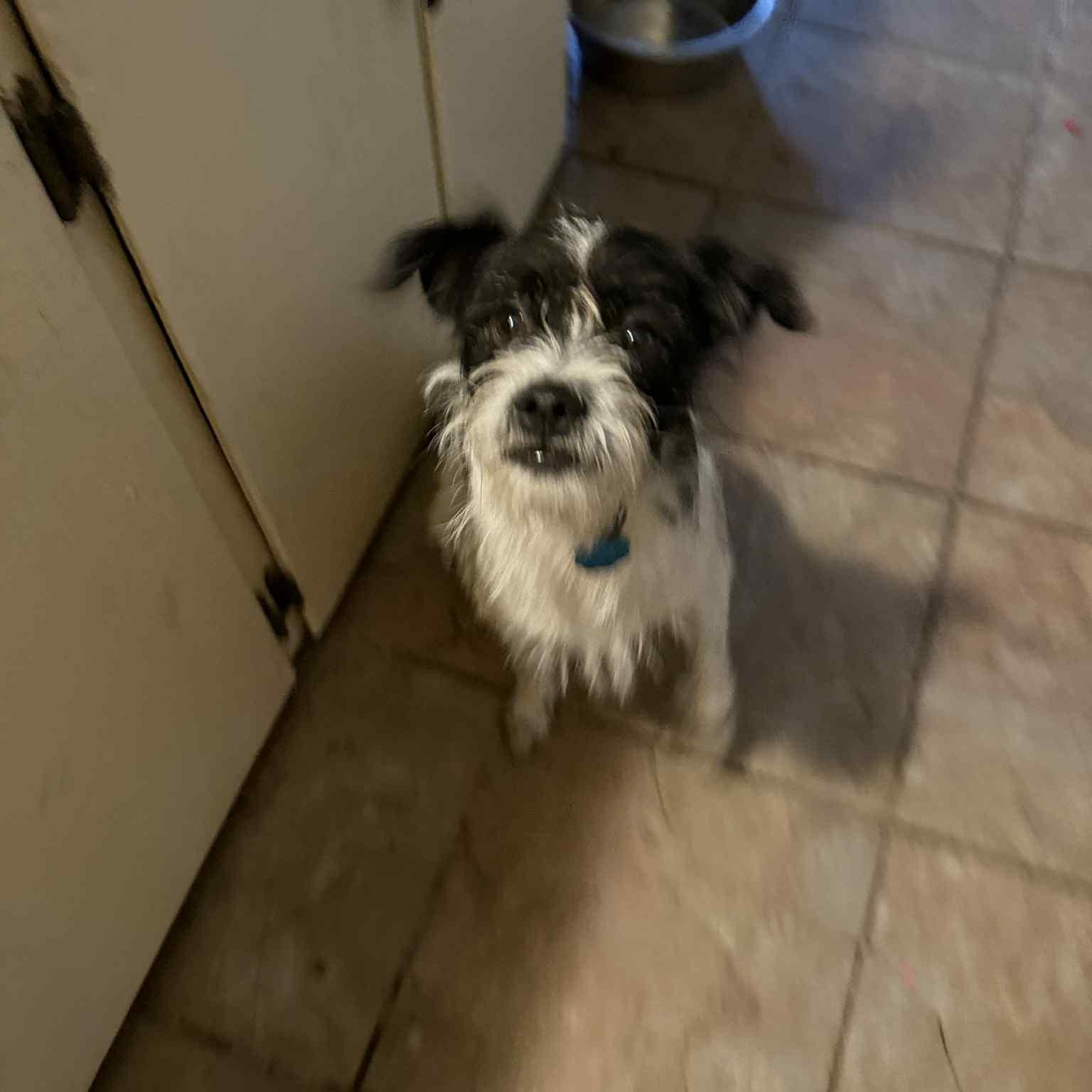 Enlarge Thor PC, an adopted mixed breed in Chippewa Falls, WI image 3/3