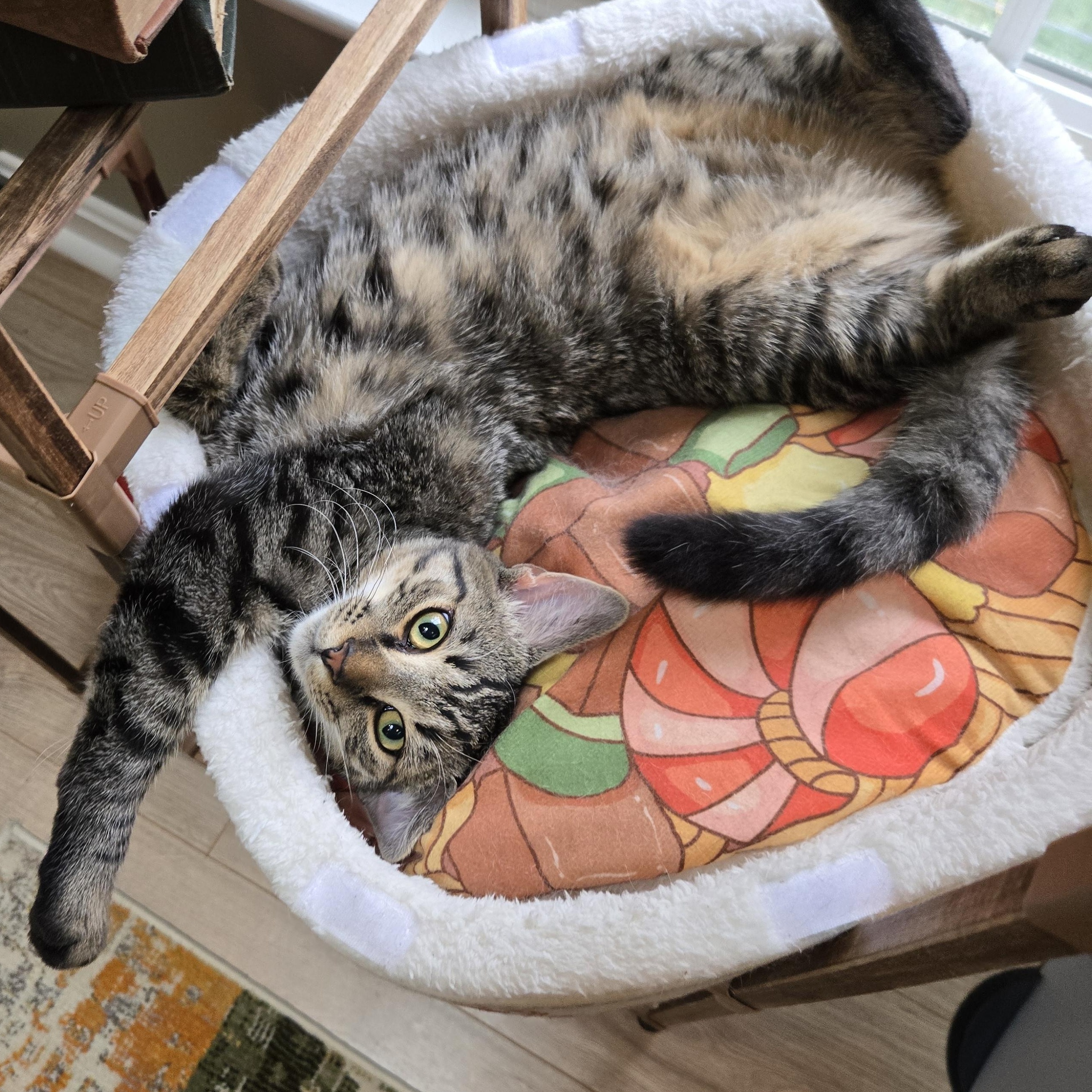 Enlarge Mork, a Adoptable mixed breed in Hyattsville, MD image 1/6