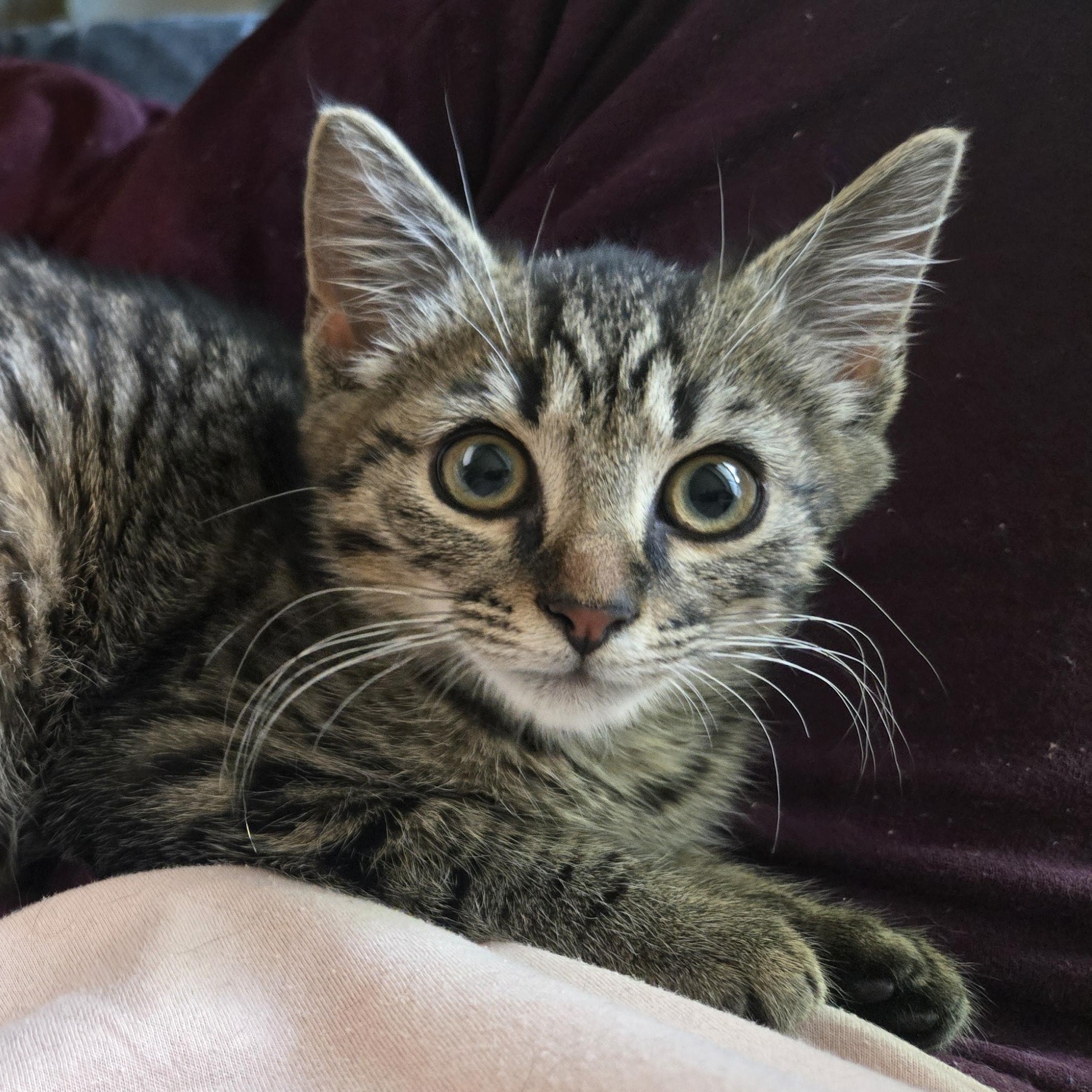 Enlarge Mork, a Adoptable mixed breed in Hyattsville, MD image 3/6